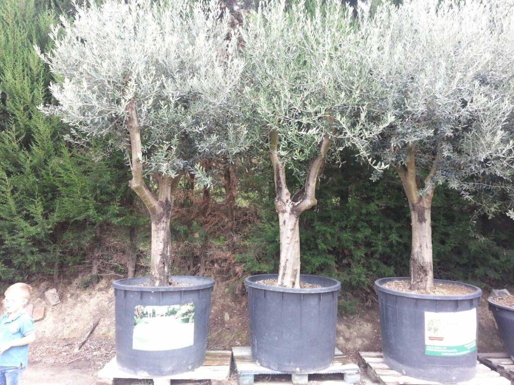 Vivai Piante Grasso Daniele - Image 2