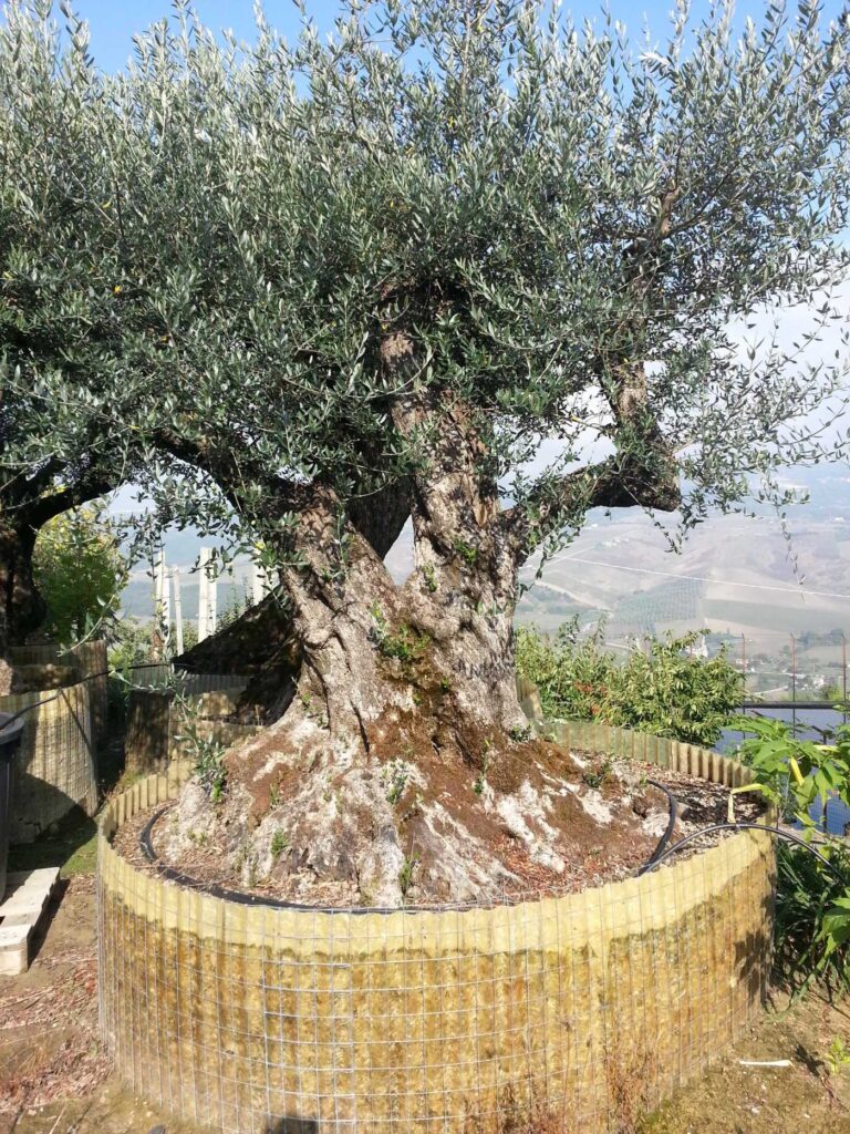 Vivai Piante Grasso Daniele - Image 3